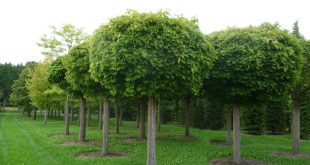 Деревья-крупномеры в оформлении участка